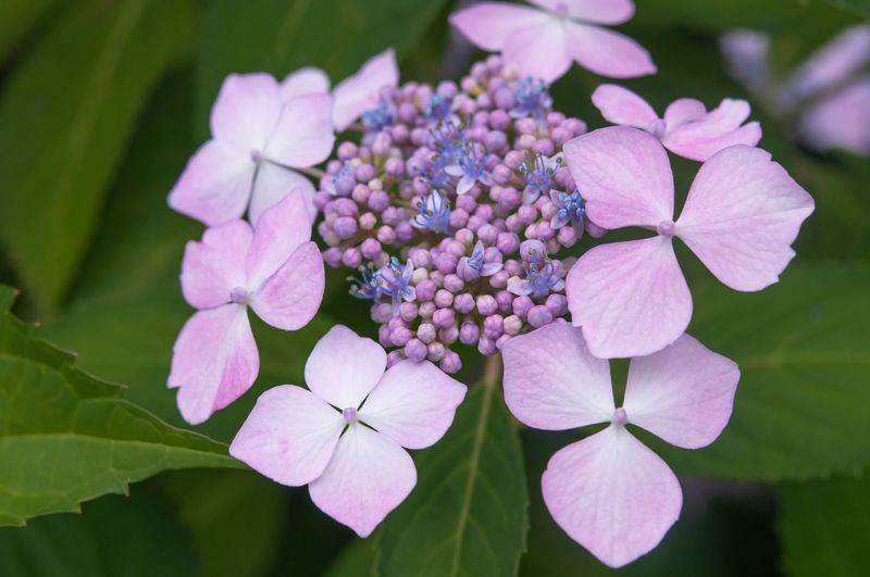 Check Hydrangeas Early In The Morning