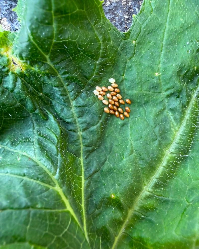 Check Leaf Undersides For Bronze Egg Patches Check Leaf Undersides For Bronze Egg Patches