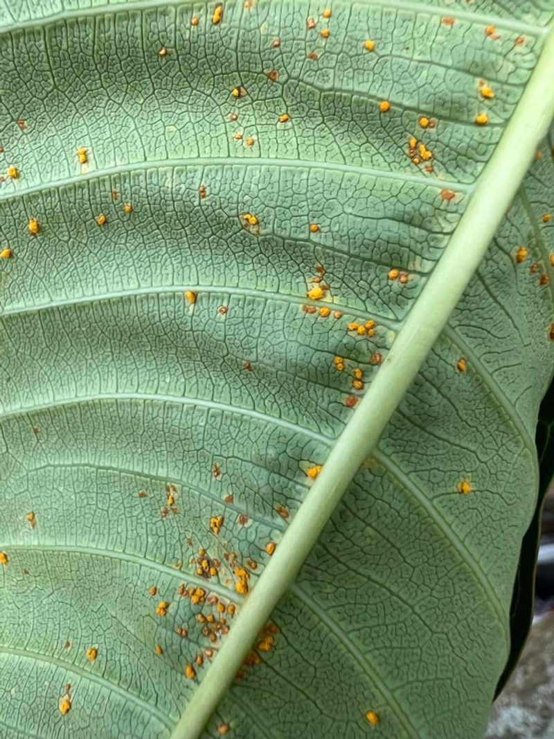 Check Leaf Undersides For Orange Rust