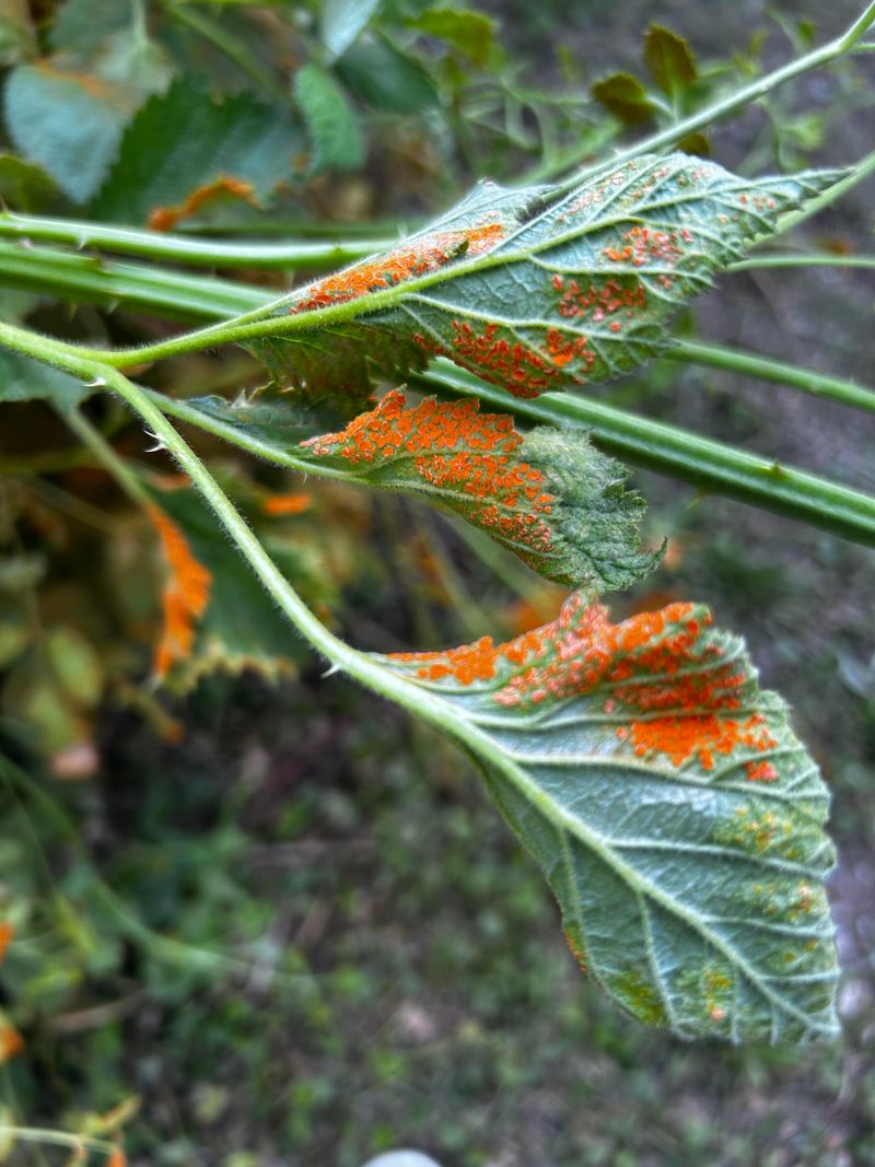 Check Leaves And Canes For Disease