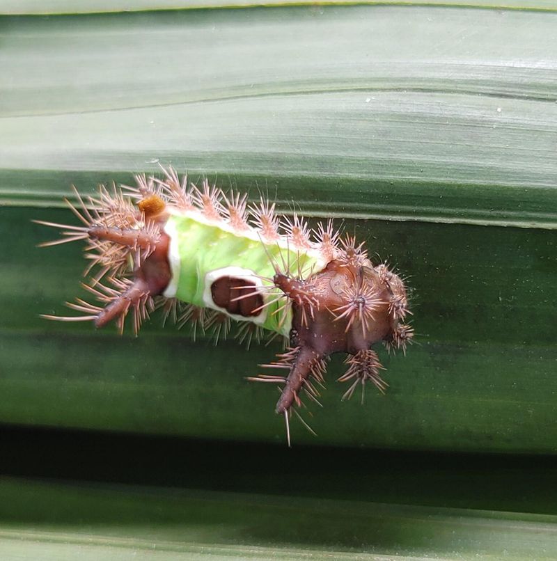 Check Leaves Carefully Before Working Around Nearby Plants