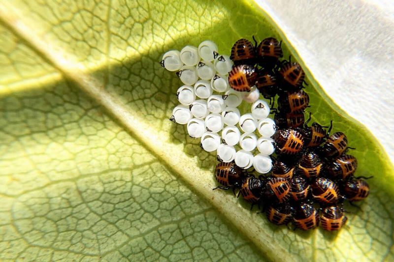 Check Leaves For Egg Clusters Check Leaves For Egg Clusters