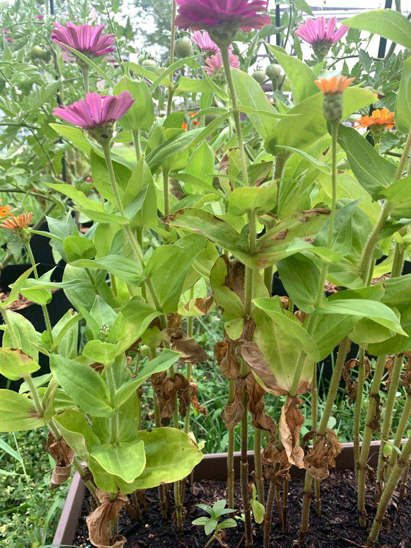 Check Lower Leaves First Check Lower Leaves First