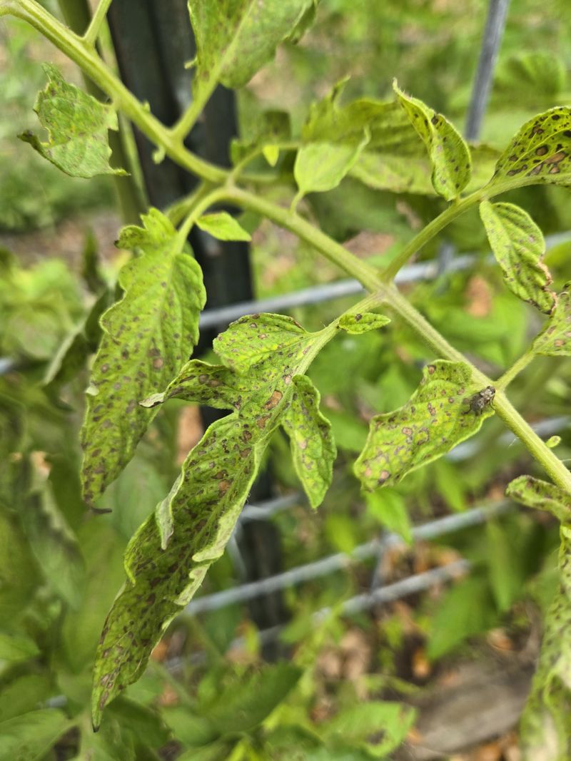 Check Lower Spots For Septoria Check Lower Spots For Septoria