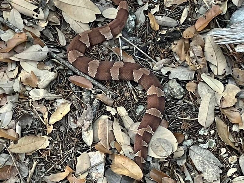 Check Mulch Beds Before Reaching In With Bare Hands