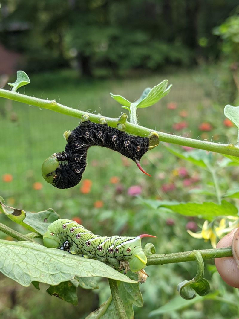 Check Nearby Peppers And Tomatoes Too Check Nearby Peppers And Tomatoes Too