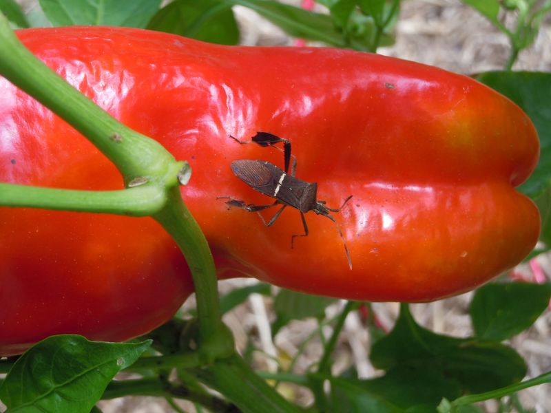 Check Nearby Plants For New Bugs