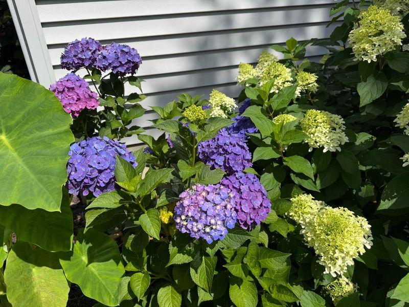 Check New Plants More Often Than Old Shrubs