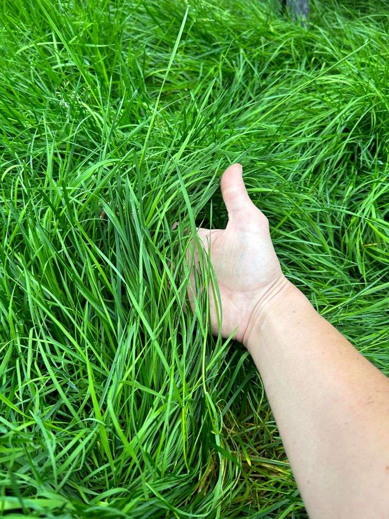 Check New Sod Closely