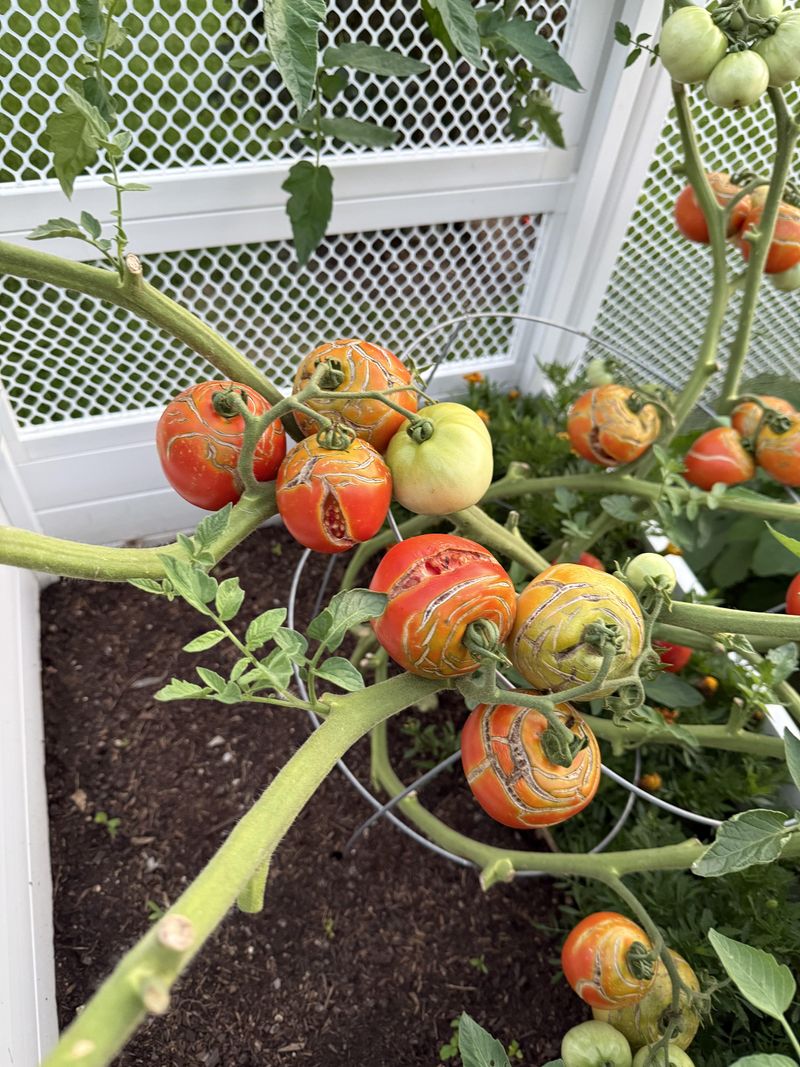 Check Plants Daily During August