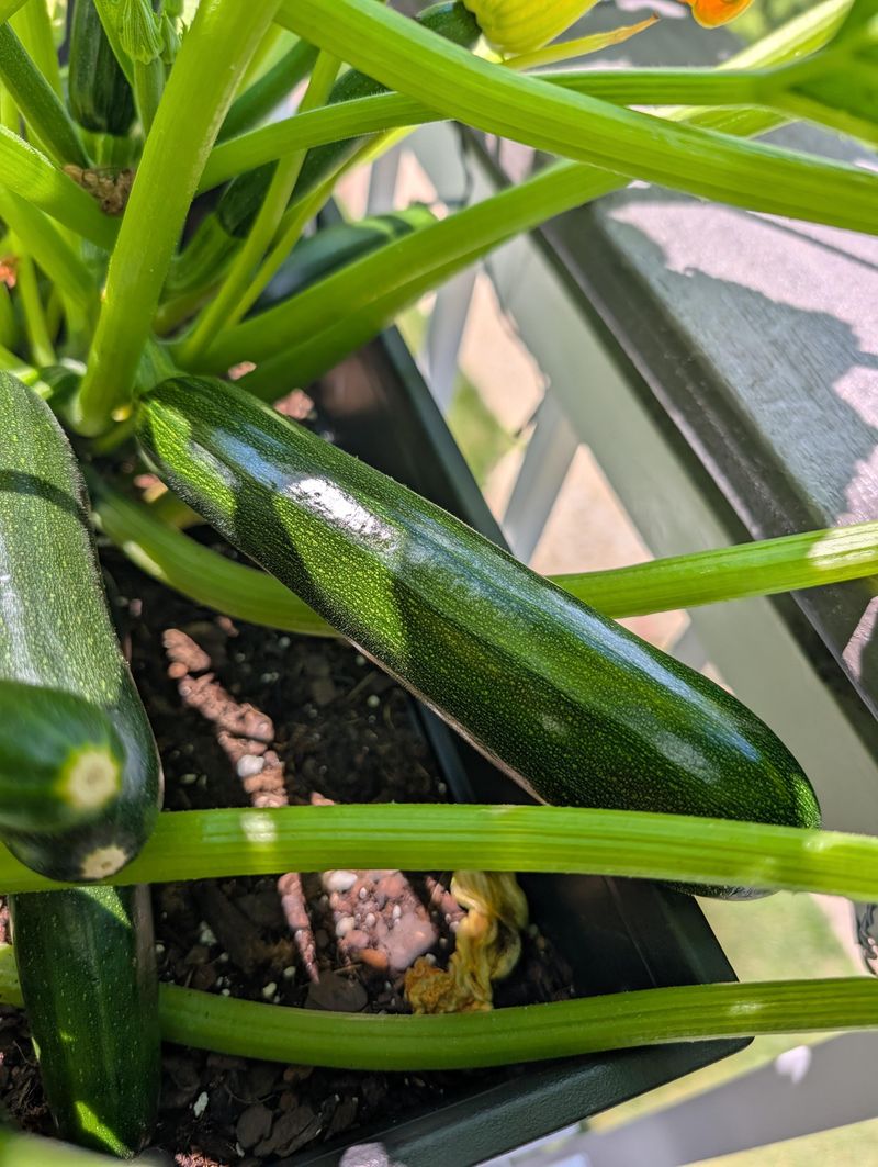 Check Plants Every Day During Peak Production