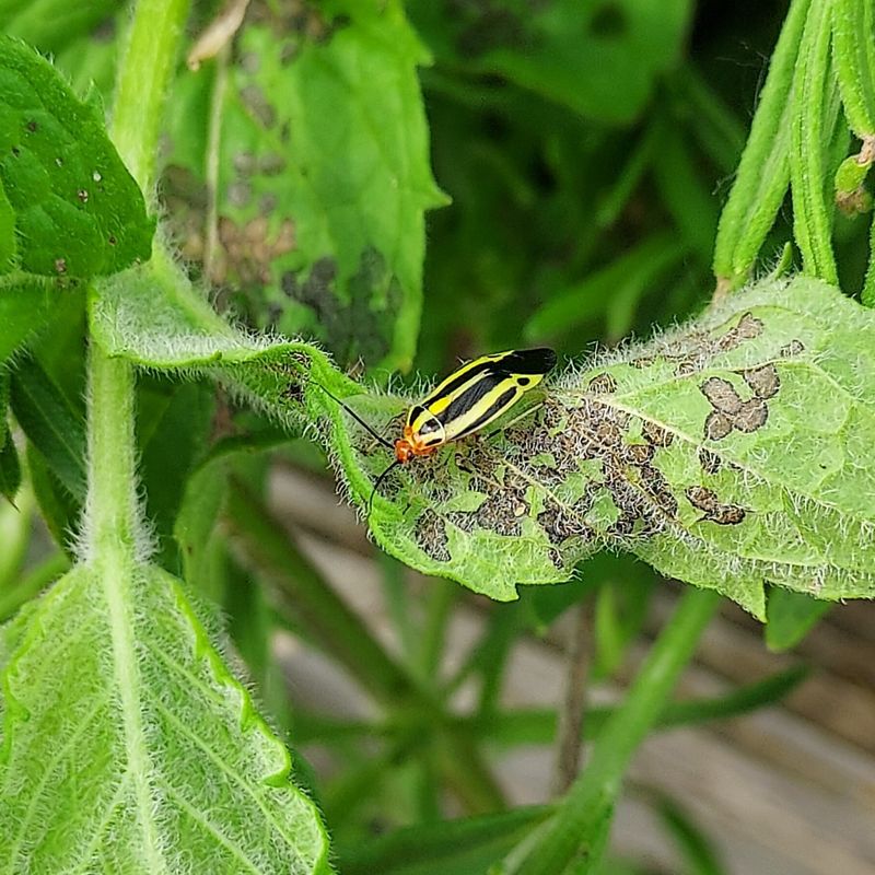 Check Plants For Pests Check Plants For Pests