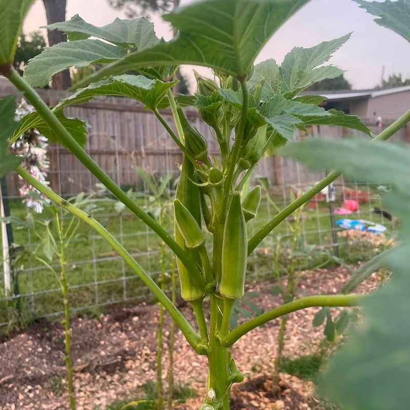 Check Plants More Often During Hot Weather Check Plants More Often During Hot Weather