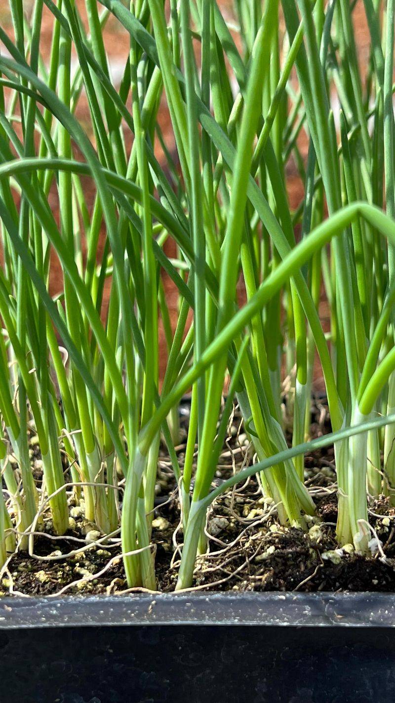 Check Plants Near Onion Beds