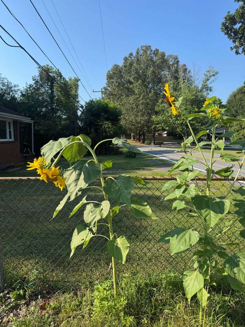 Check Plants That Are Already Leaning Check Plants That Are Already Leaning