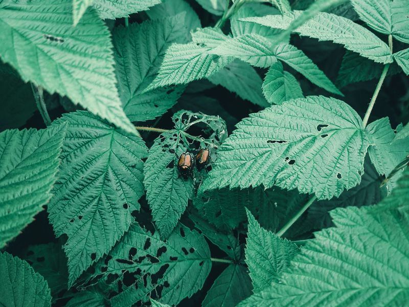 Check Remaining Foliage For Lingering Pests