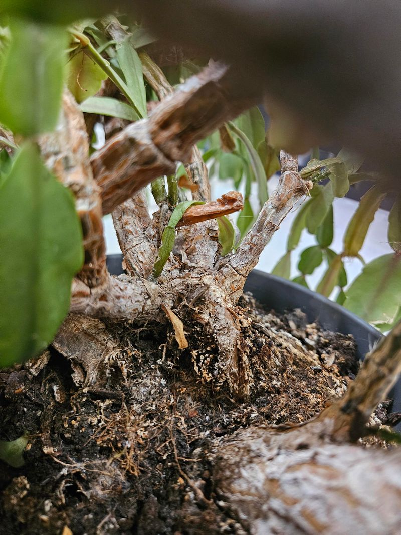 Check Roots And Repot If Mushy Check Roots And Repot If Mushy