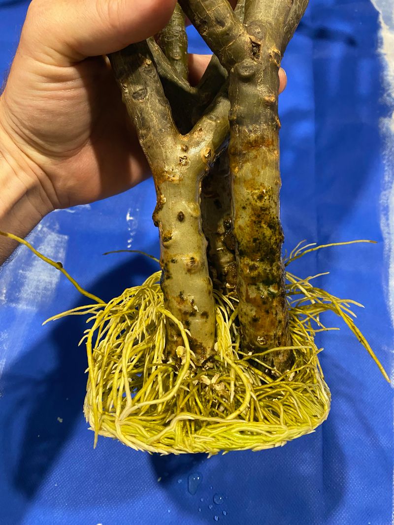 Check Roots For Drainage And Rot Issues Check Roots For Drainage And Rot Issues