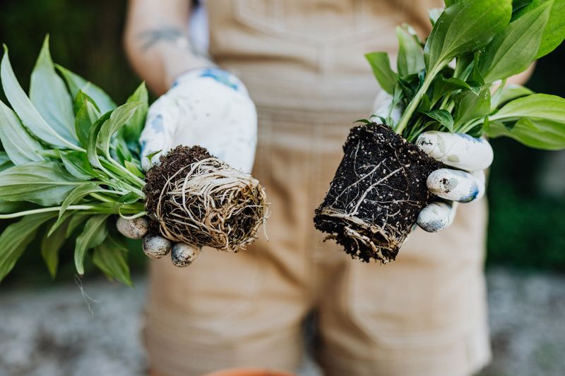 Check Roots For Summer Damage Check Roots For Summer Damage
