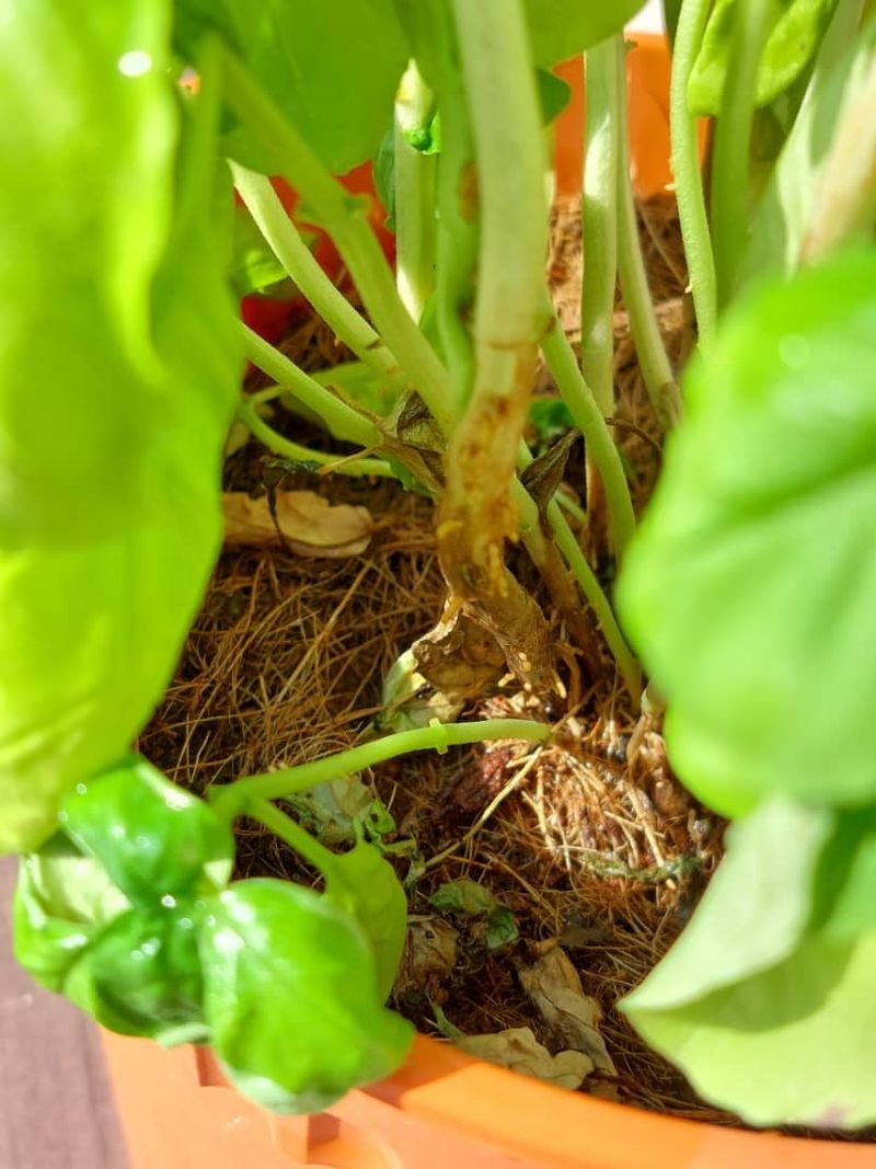 Check Roots When Wilt Refuses To Lift Check Roots When Wilt Refuses To Lift