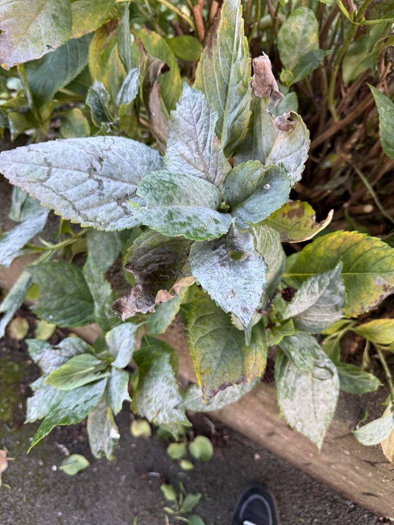 Check Shaded Leaves For Early Patches