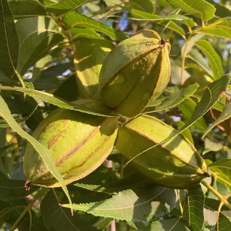 Check Shucks For Stink Bug Damage Check Shucks For Stink Bug Damage
