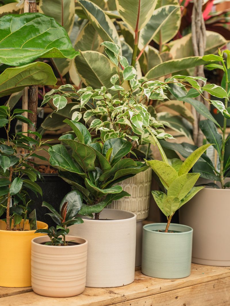 Check Smaller Pots Twice Daily Check Smaller Pots Twice Daily