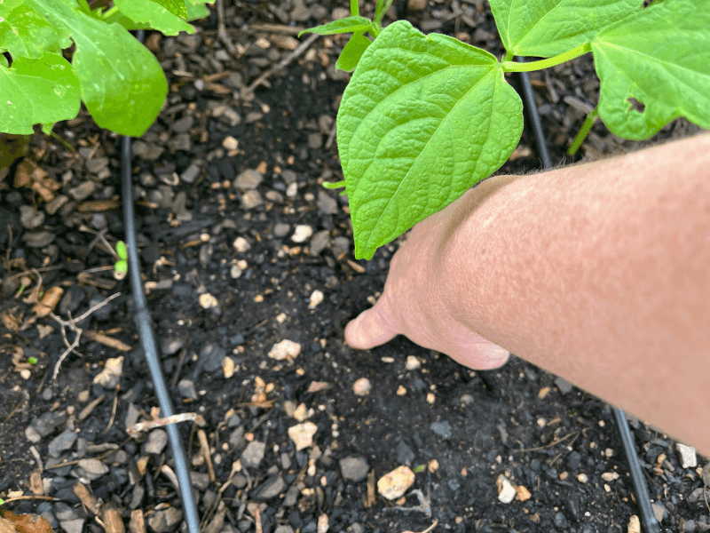 Check Soil Before Every Watering