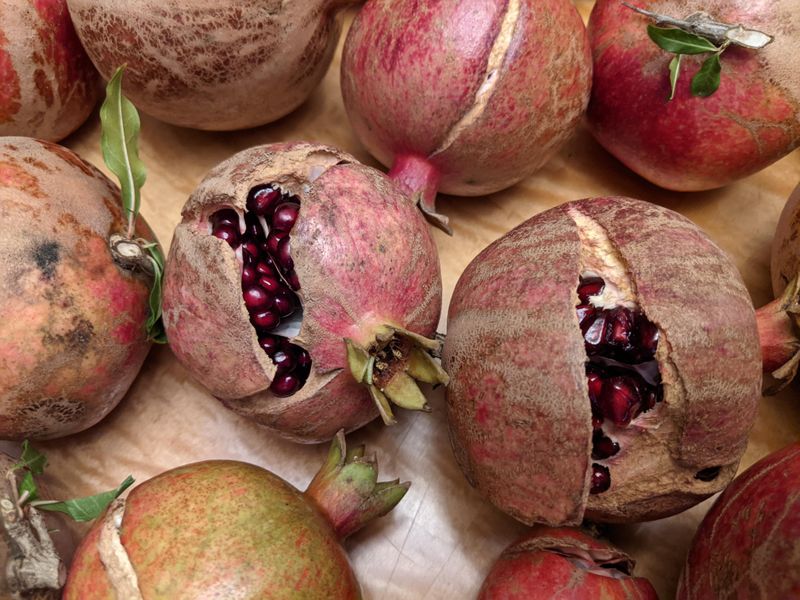 Check Split Fruit Before Bringing It Inside