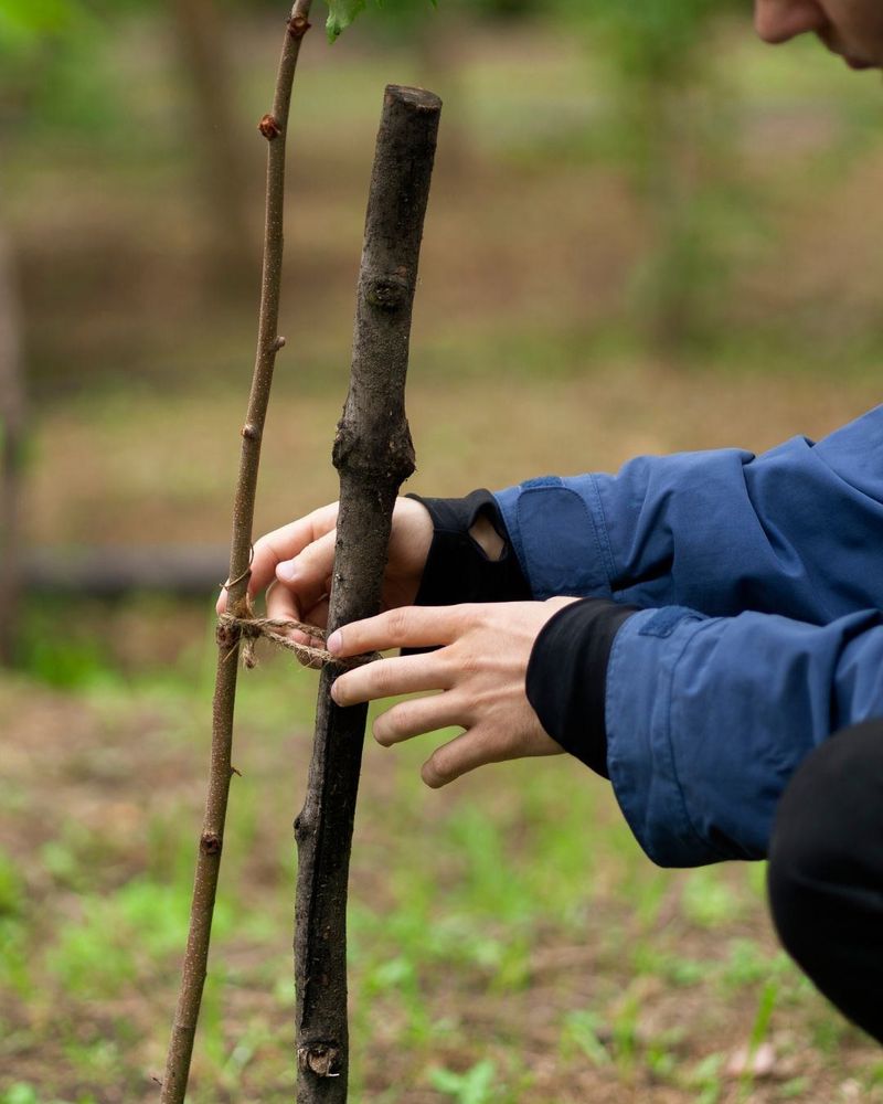 Check Stakes And Stems After Every Strong Storm Check Stakes And Stems After Every Strong Storm