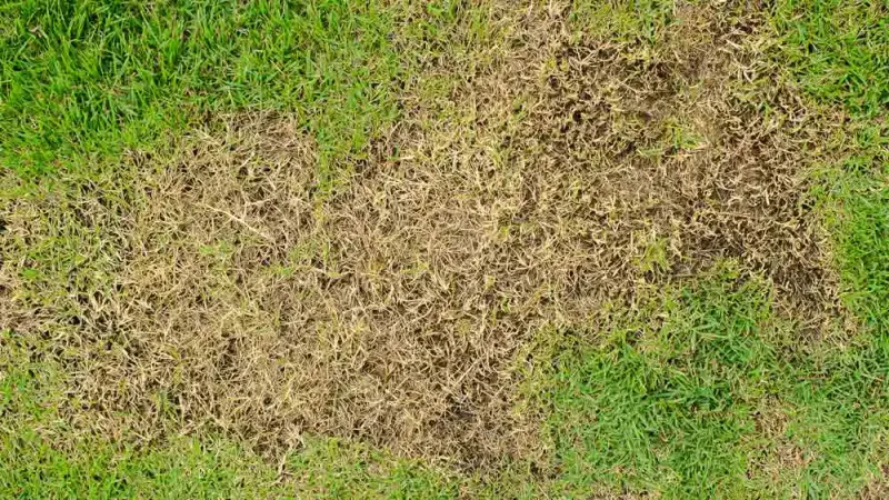 Check Sunny St. Augustine For Chinch Bugs