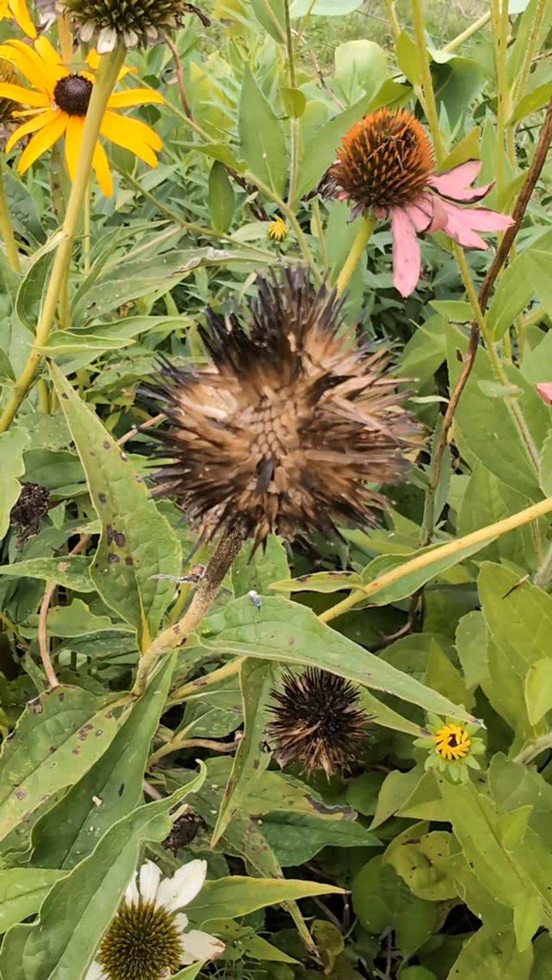 Check That The Seeds Are Ready