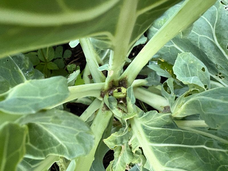 Check The Crown For Rot Or Pest Damage First Check The Crown For Rot Or Pest Damage First