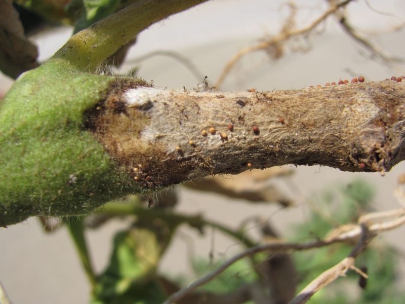 Check The Crown For Southern Blight Signs Check The Crown For Southern Blight Signs
