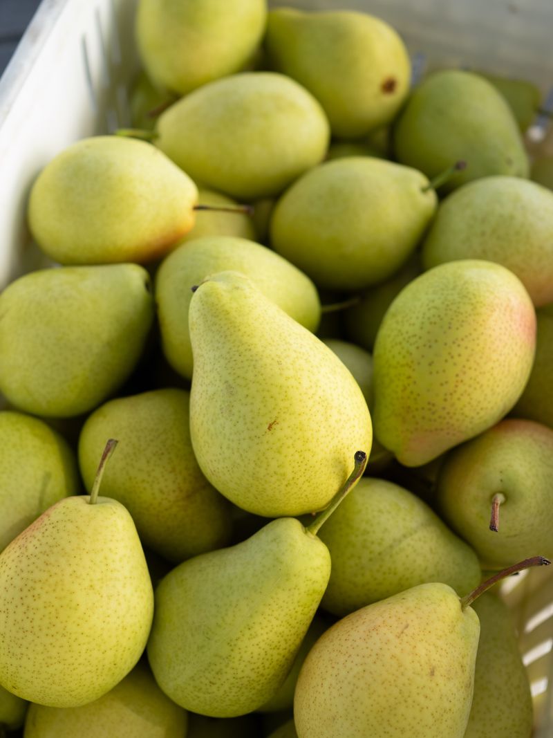 Check The Fruit Dots For Brown Color Check The Fruit Dots For Brown Color