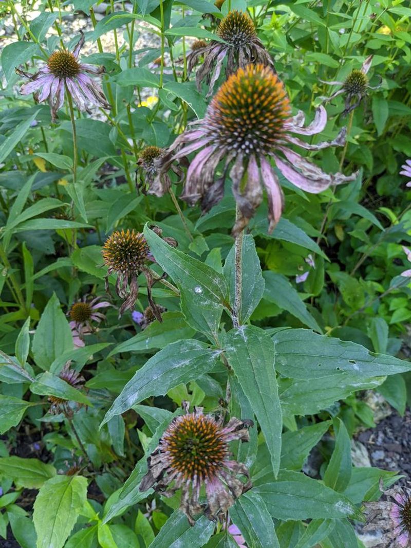 Check The Remaining Foliage For Disease