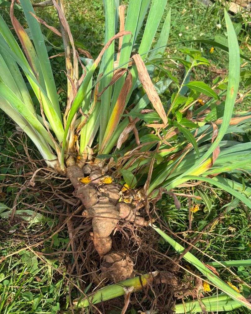 Check The Rhizomes Before You Start Dividing