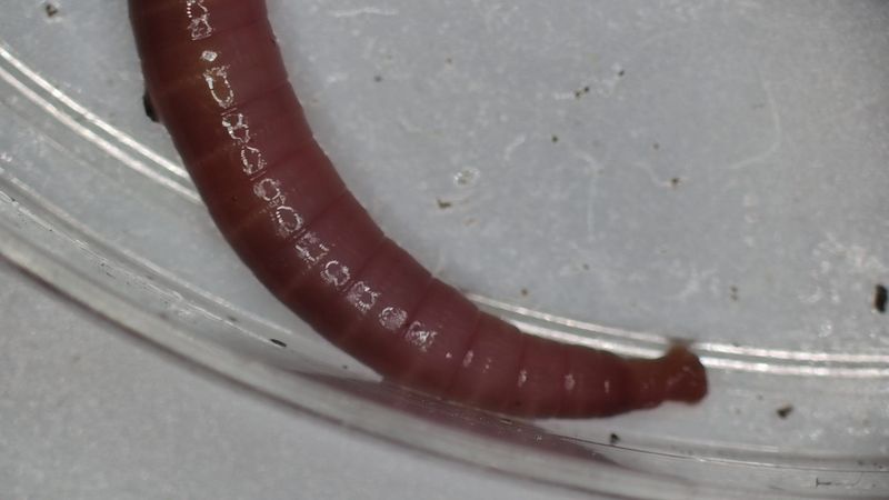 Check The Smooth Pale Band On Adults Check The Smooth Pale Band On Adults
