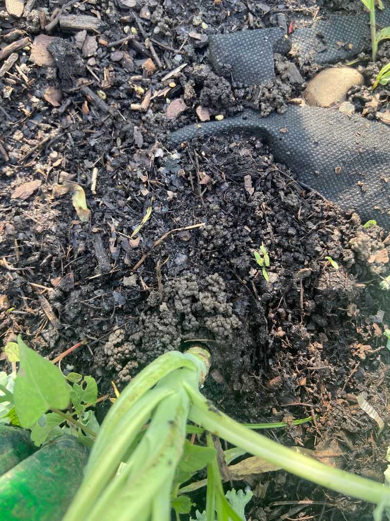 Check The Soil Before Heat Stress Turns Into A Bigger Problem Check The Soil Before Heat Stress Turns Into A Bigger Problem