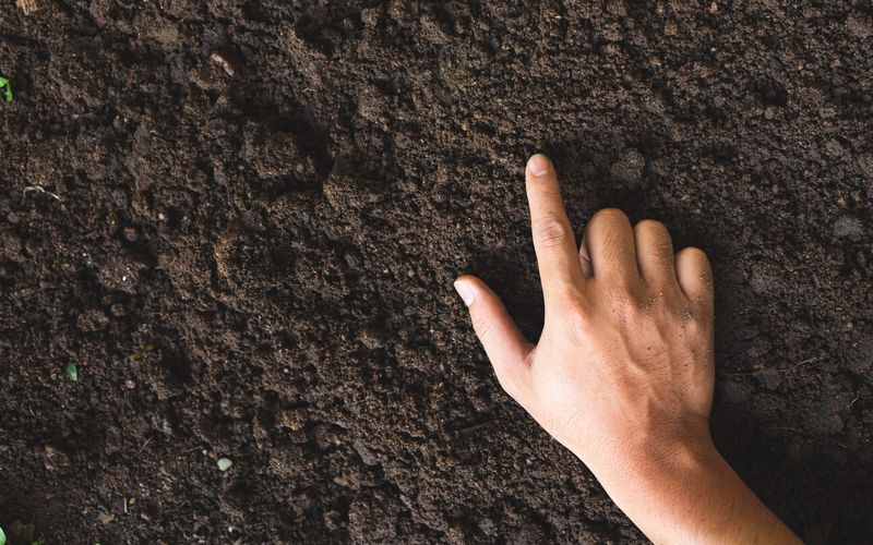 Check The Soil Before Watering Again