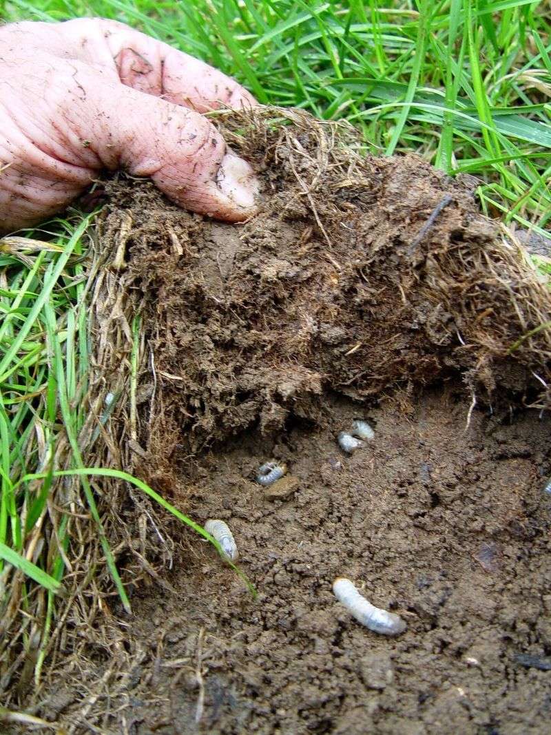 Check The Soil Beneath Affected Grass