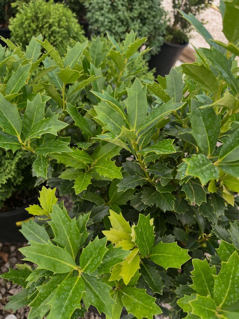 Check The Undersides Of Holly Leaves
