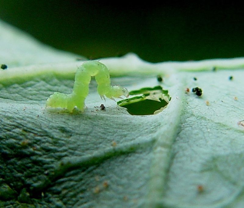 Check The Undersides Of Leaves First Check The Undersides Of Leaves First