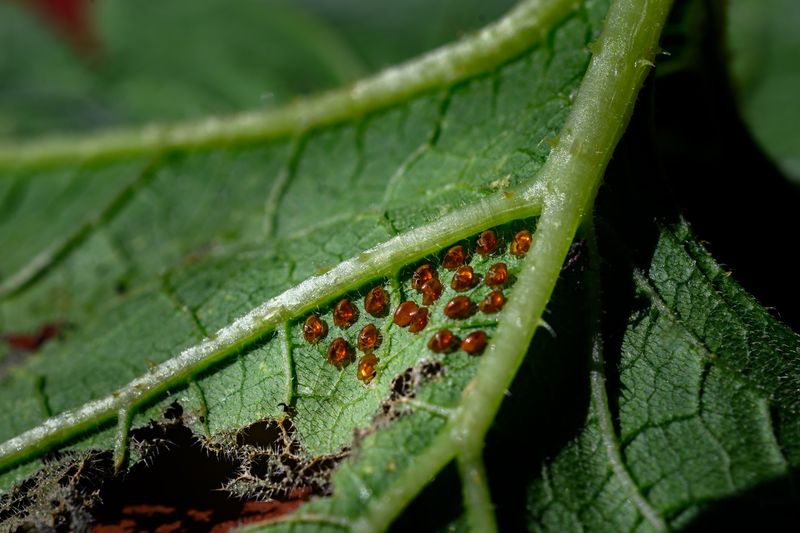 Check The Undersides Of Leaves For Eggs