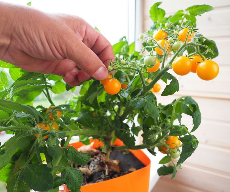 Check The Variety Before Blaming The Plant
