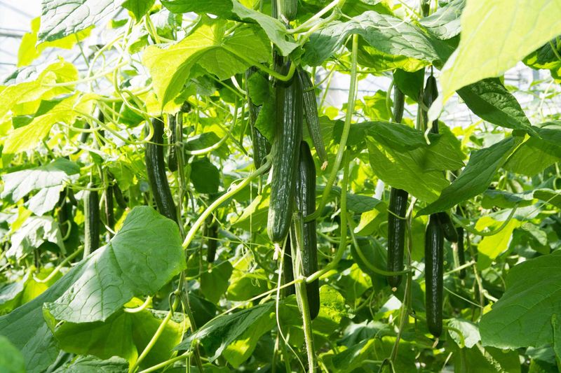 Check The Vines Every Day Once Cucumbers Start Coming In Check The Vines Every Day Once Cucumbers Start Coming In