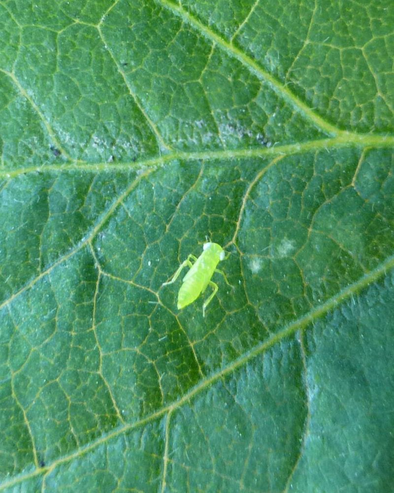 Check The Youngest Bean Leaves First Check The Youngest Bean Leaves First