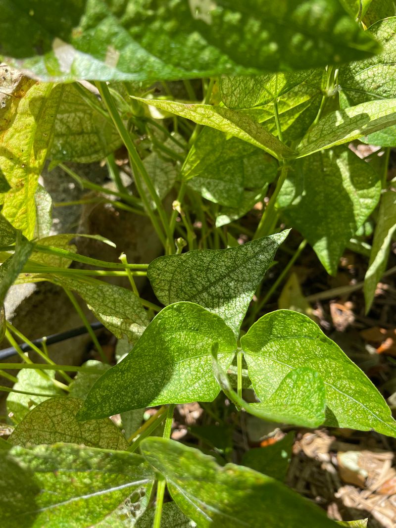 Check Under The Leaves