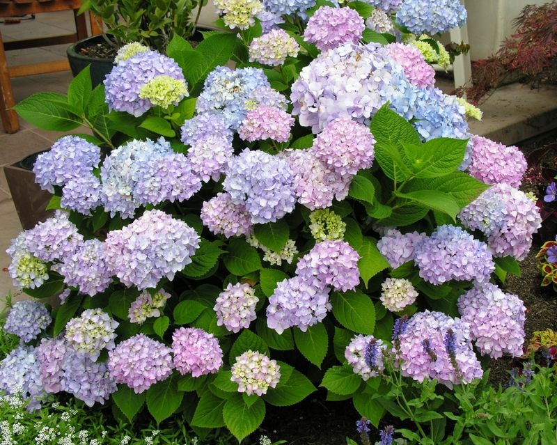 Check What Kind Of Hydrangea You Actually Have