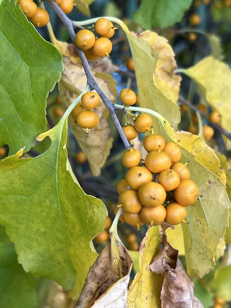 Check Where Flowers And Fruit Form Check Where Flowers And Fruit Form